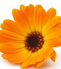 Calendula: een mooie plant voor een mooie huid!